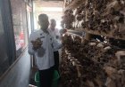 Program Kemandirian Berlanjut, Lapas Magelang kembali Panen Jamur Kuping