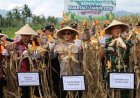 Polresta Magelang Gencarkan Panen Jagung Dukung Ketahanan Pangan Nasional